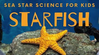 Starfish  10 Cool Sea Stars for Kids Science [upl. by Cha]