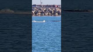 Espectáculo de ballenas en la escollera de Necochea [upl. by Trebmer]