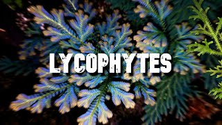 Les Lycophytes [upl. by Atikahc]