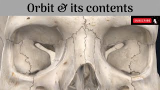 Orbit  Boundaries  Fissures and Foramina  Relations  Contents Anatomy mbbs education [upl. by Kathlin]