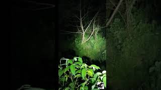 Singapore Trail Hike Nature 2021 Spot the Sambar Deer in Mandai T15 trail [upl. by Pompei]