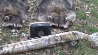 Daytime Raccoon Calling Hunting Coons in abandoned Houses Part 1 [upl. by Ennayoj900]