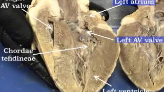 Sheep Heart Dissection  Part 2 [upl. by Glover]