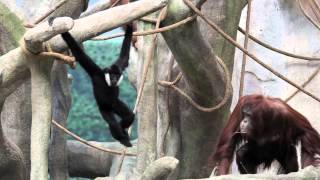 Gibbon and orangutan meet hang at Brookfield Zoo [upl. by Dloreh]