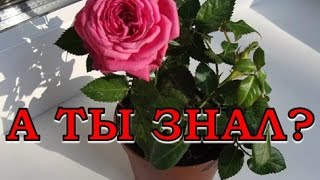 Уход за КОМНАТНОЙ РОЗОЙ [upl. by Gitlow323]