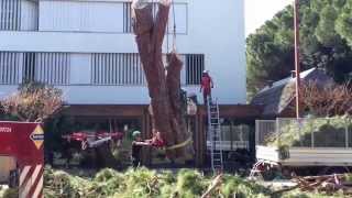 Abbattimento Controllato Alberi in Tree Climbing con Gru [upl. by Demetra446]