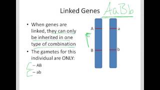 Basics of Linked Genes [upl. by Lemal]