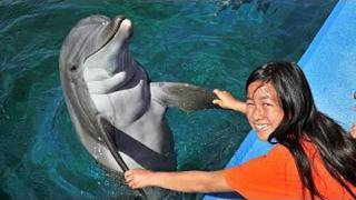 SeaWorlds Dolphin Encounter in HD [upl. by Mccullough565]