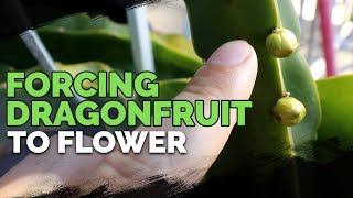 How to Grow Dragonfruit Part 3 Inducing Flowering [upl. by Rehpotirhc]