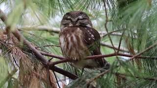 Northern sawwhet owl [upl. by Nanahs]