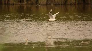 Avocet chicks at blue house farm Essex wildlife trust [upl. by Airtemak35]