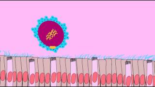 OVIDUCT TRANSPORT OF SECONDARY OOCYTE [upl. by Melli]