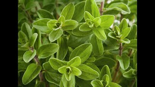 Marjoram 101Tips amp Ideas for Using Marjoram [upl. by Aninnaig70]