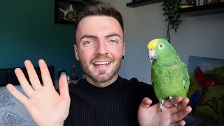 CRAZY TALKING PARROT  How to train your parrot to talk on cue [upl. by Sebastian]