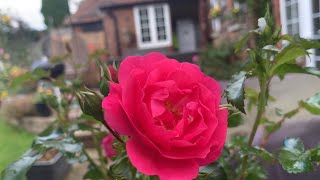 Best Performing Roses in my garden and Why Including My Favourite  David Austin Roses Kordes Roses [upl. by Civ]