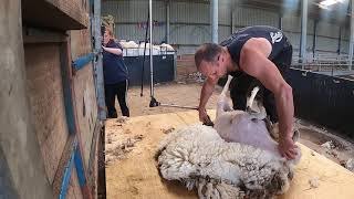 SHEEP SHEARING [upl. by Gudrun]