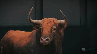 Desembarque de los toros de Pedraza de Yeltes para Resurrección [upl. by Niraj307]