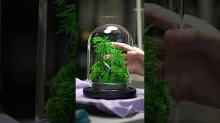 Domeshaped preserved moss terrarium The Rainforest  M by terraLiving [upl. by Netsirhk776]