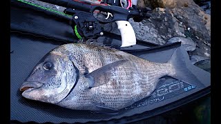 Trofe Sargoz Baltabaş Karagöz Zıpkınla Balık Avı Istanbul Marmara Record sargo spearfishing [upl. by Llywellyn981]