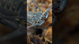 Tailless Whip Scorpion [upl. by Reinar833]