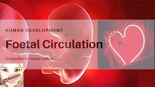 Special embryology  foetal circulation [upl. by Ahtnahc115]