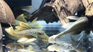 L200 high fin baryancistrus demantoides wf [upl. by Nea]