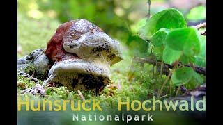 Nationalpark Hunsrück Hochwald [upl. by Hinckley]