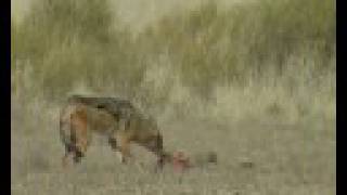 Jackals VS Caracal Kgalagadi [upl. by Enegue181]