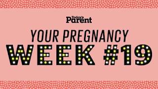 Your pregnancy 19 weeks [upl. by Yevette]