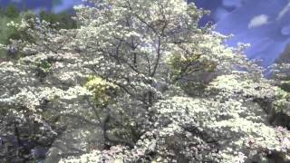 Fast Growing White Dogwood Trees [upl. by Cope]