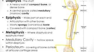 Osseous Tissue Chapter 6 Part 1 [upl. by Yerffe923]