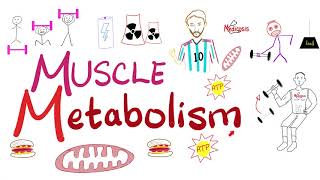 Muscle Metabolism Creatine Phosphokinase CPK Glycolysis TCA cycle ETC  Physiology [upl. by Oilejor]