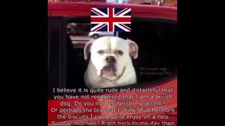 British dog [upl. by Airehs385]