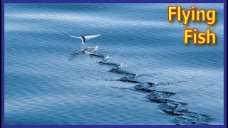 FLYING FISH  FLYING FISH EXOCOETIDAE FACTS [upl. by Yelra]