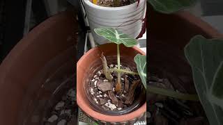 Planty updates shorts plants houseplants plantcare indoorplants [upl. by Past]