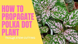 How to Propagate Polka Dot Plants Hypoestes Phyllostachya [upl. by Schick820]