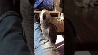 Baby African Grey Parrot learning to talk [upl. by Ebocaj]