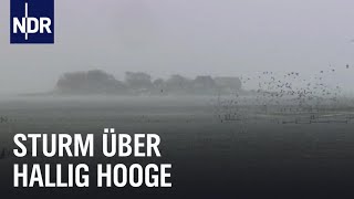 Land unter auf Hallig Hooge  die nordstory  NDR Doku [upl. by Tema]