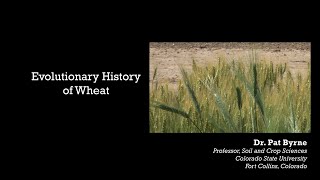 Evolutionary History of Wheat [upl. by Yebot]