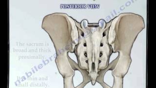 Sacrum amp Coccyx anatomy  Everything You Need To Know  Dr Nabil Ebraheim [upl. by Nihsfa]