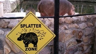 Hippo fart splatters explosive diarrhea everywhere  Extreme Hippo Poop [upl. by Nickey]