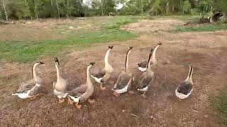 Our Life on Oak Lakes Ranch 我们的美国农场生活（第4集  农庄饲养大灰鹅 Raising Geese on the Ranch [upl. by Ecnahoy]