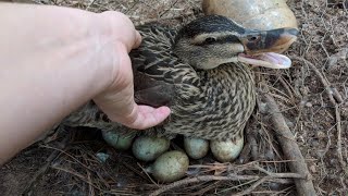 Duck Eggs Hatching  Duck Harvesting Eggs to Chicks [upl. by Millar]