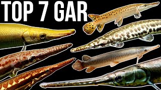 Top 7 Gar Species [upl. by Afrika]