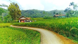 SUNGGUH INDAH Pemandangan Alam Tasikmalaya Suasana Pedesaan Jawa Barat Beautiful Village Atmosfer [upl. by Gwyneth]