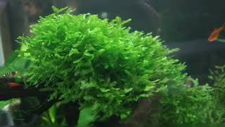 Pelia Moss  Easy to keep Aquarium Moss [upl. by Aeslehs40]