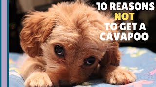 10 Reasons NOT to Get a Cavapoo Puppy 🐶 [upl. by Lezah724]