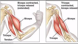 Sémiologie1er cours  Etude de la motricité  de la force musculaire  du tonus et de la marche [upl. by Qiratla]