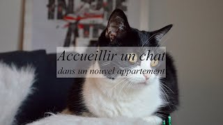 Accueillir son chat dans un nouvel appartement [upl. by Iad132]