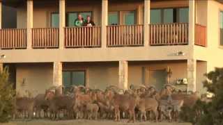 Aoudad Sheep Man Texas Country Reporter [upl. by Larena]